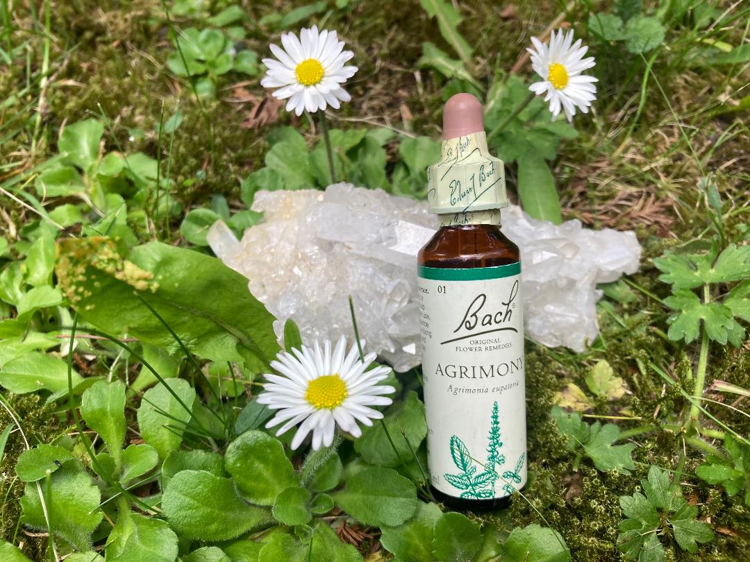 Second Flower Essence Therapy Consultation and Essences Posted